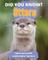 Did You Know? Otters