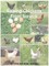 Raising Chickens from Scratch