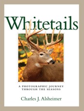 Whitetails