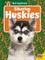 Siberian Huskies