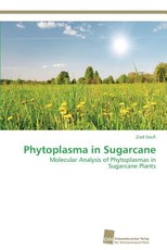 Phytoplasma in Sugarcane