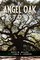 Angel Oak Story