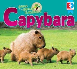 Animals of the Amazon Rainforest: Capybara