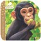 Jane & Me Chimpanzees