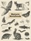 Nature Notebook
