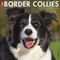 Just Border Collies 2022 Wall Calendar (Dog Breed)