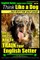 English Setter, English Setter Training AAA AKC - Think Like a Dog, But Don't Eat Your Poop!