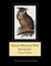 Great Horned Owl