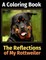 The Reflections of My Rottweiler
