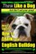 English Bulldog, English Bulldog Training - Think Like a Dog But Don't Eat Your Poop! - Breed Expert English Bulldog Training -
