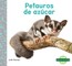 Petauros de AzÃºcar (Sugar Gliders)