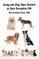 Using the Dog Type System in Your Everyday Life