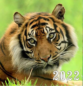 2022 m. sieninis kalendorius Tigras (20 x 20 cm)