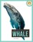 Whale
