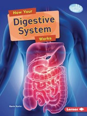 How Your Digestive System Works