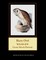 Barn Owl