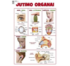 Plakatas „Jutimo organai“
