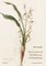 The Genera of Orchidaceae in Hong Kong