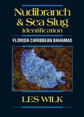 Nudibranch & Sea Slug Identification - Florida Caribbean Bahamas