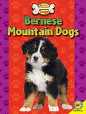 Bernese Mountain Dogs