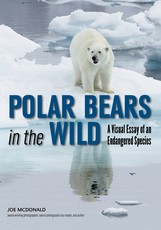Polar Bears in the Wild