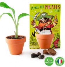 Bananmedžio auginimo rinkinys RADIS et CAPUCINE „Piratas“