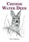 Chinese Water Deer