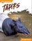 Tapirs