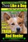 Red Heeler, Red Heeler Training AAA AKC