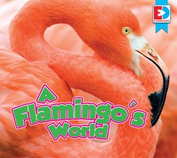 A Flamingo's World