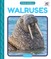 Walruses