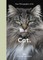 New Photography of the Cat.