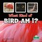 What Kind of Bird Am I?