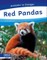 Red Pandas
