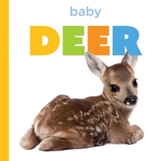 Baby Deer