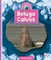Beluga Calves