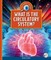 What Is the Circulatory System?