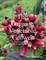 Organic Vegetable Grower