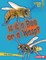 Is It a Bee or a Wasp?