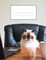 Cats Story Paper Book - Cat Lovers Unite