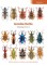 Australian Beetles