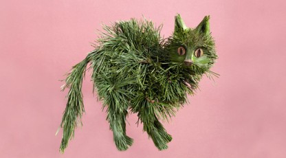 Atvirukas PUŠŲ KATINAS