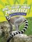 Ring-Tailed Lemur Princesses