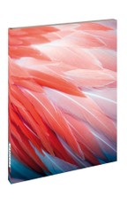 Flamingo Feathers