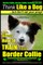 Border Collie, Border Collie Training AAA Akc
