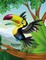Toucans Coloring Book 1
