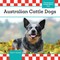 Australian Cattle Dogs