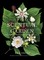 Druse, K: Scentual Garden
