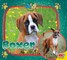 Boxer