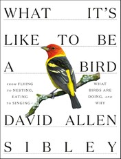 What It's Like to Be a Bird